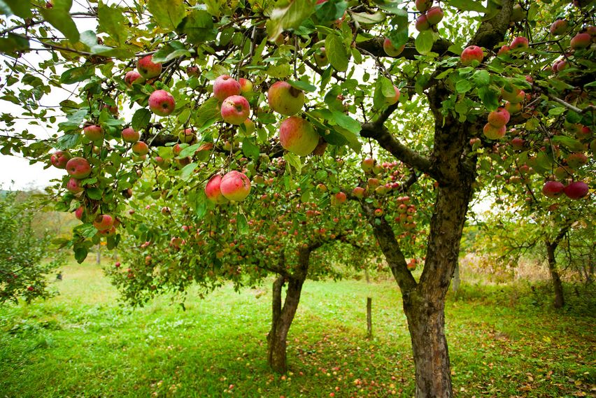 Obstbume richtig dngen | HAUERT Dnger