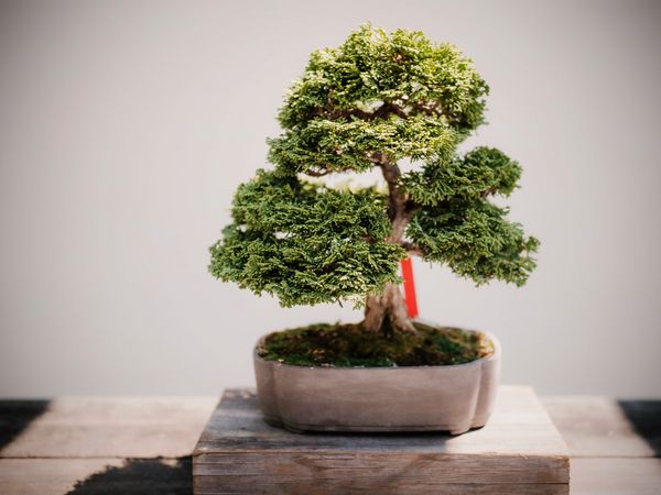 Bonsai auf Holzsockel oder Holztisch in neutralem Raum