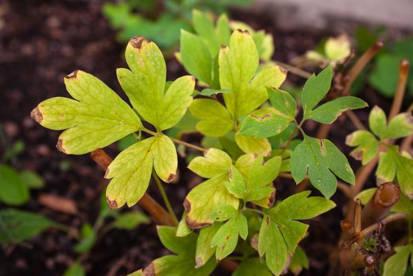 Frauenherz (Dicentra Spectabilis) mit Spurenelement-Mangel (undefiniert).