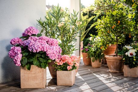 Blühende Topfpflanzen auf einer sonnigen Holz-Terrasse. Mit Hortensien und Früchte tragendem Zitrusbaum