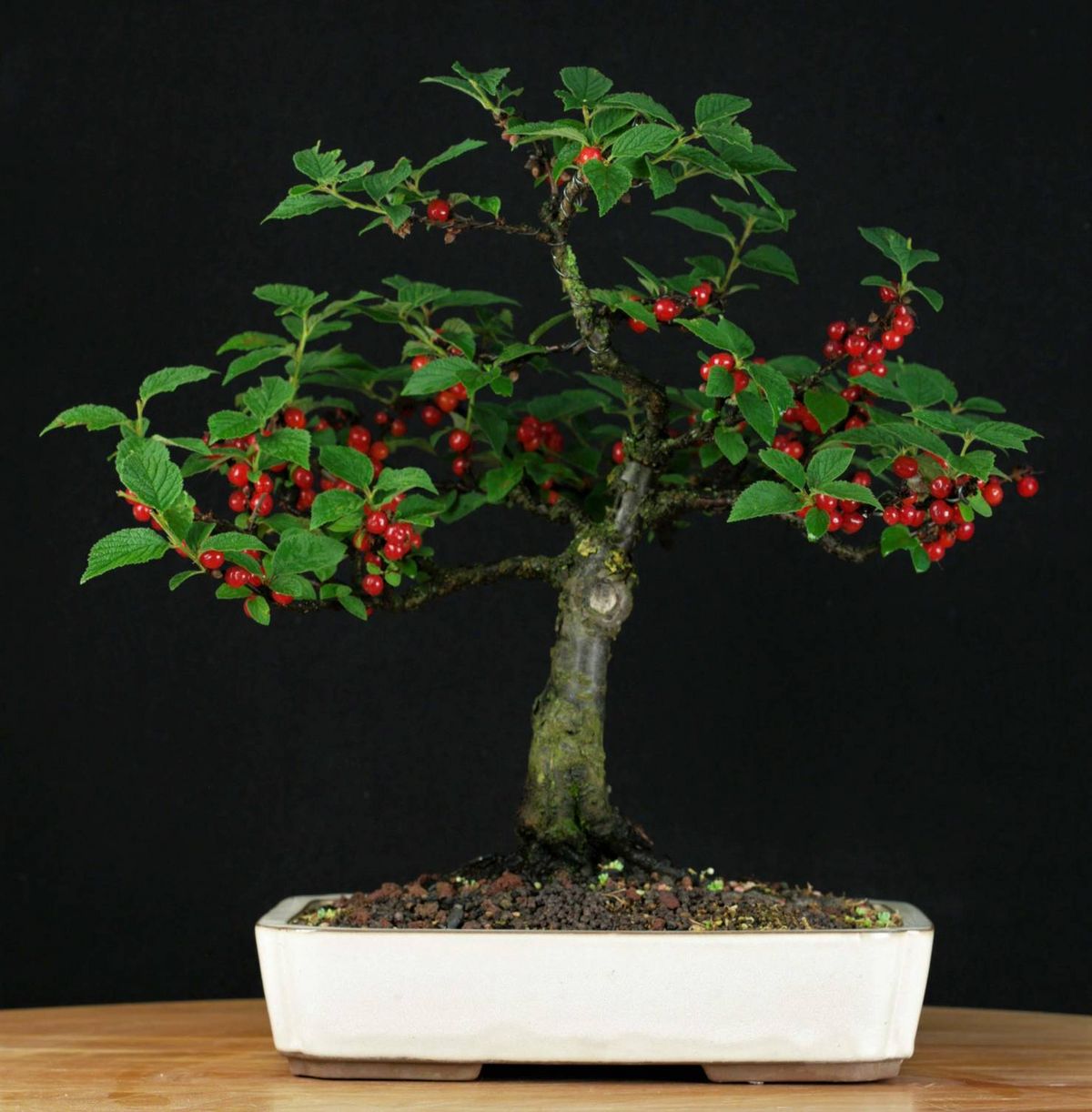 Créer un bonsai : technique et entretien