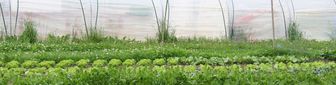 Gemüsegarten_mit_Gewächshaus Dorfgarten Grossaffoltern mit grossen Gemüsebeeten. U.a. mit Salat, Fenchel, Petersilie, Schnittlauch. Gewächshaus im Hintergrund.
