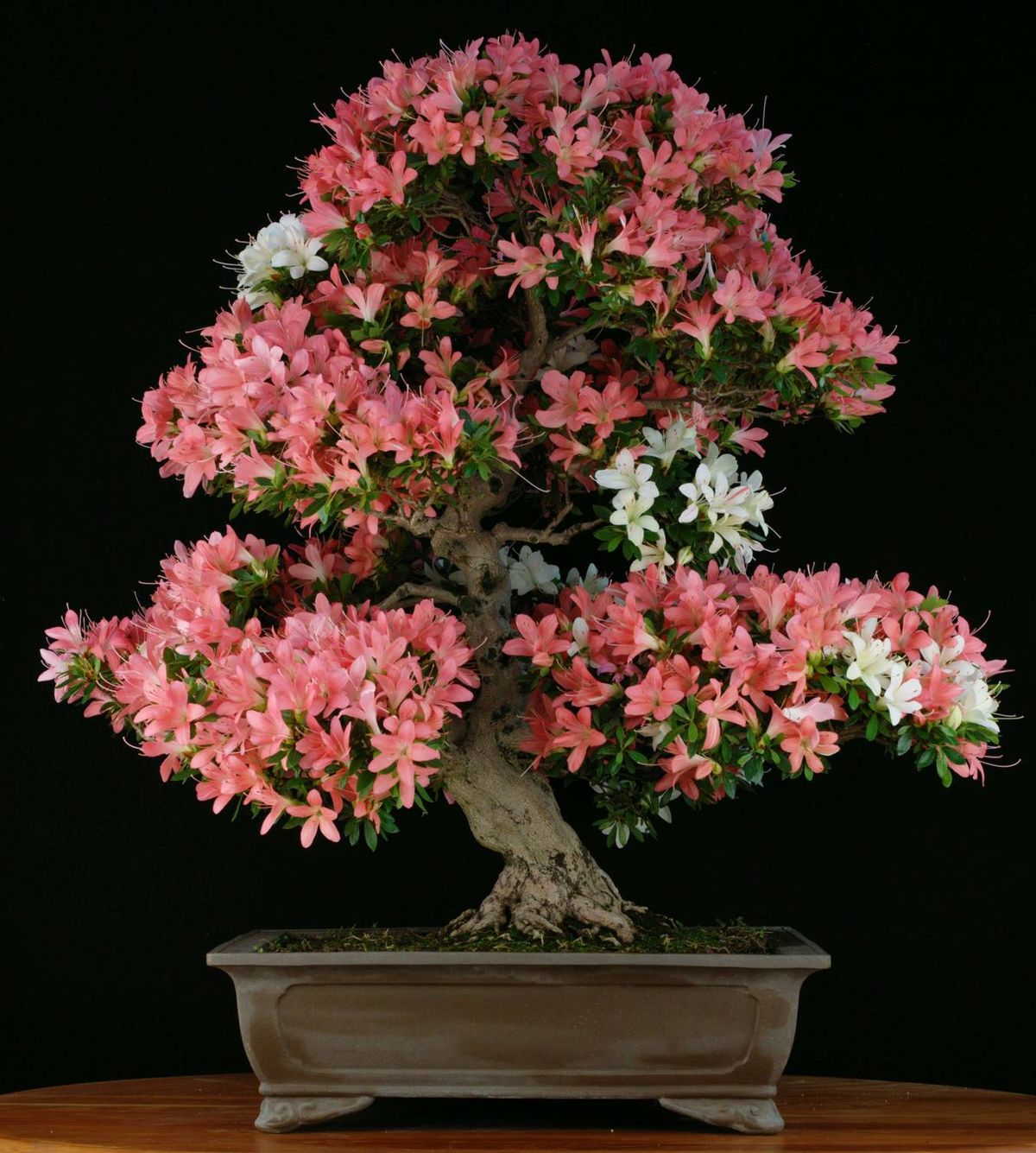 Hauert Bonsai  Engrais Hauert