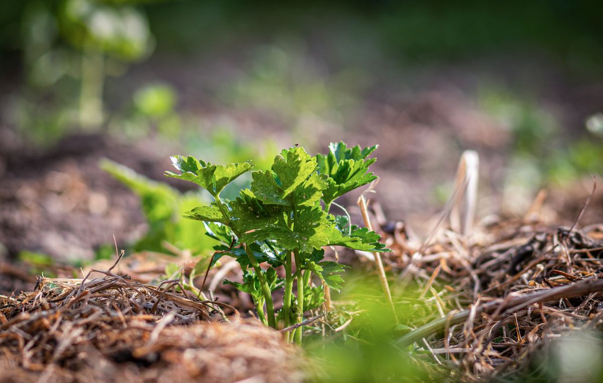 Mulch im Garten richtig verwenden | HAUERT Dünger