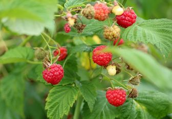 Reife Himbeeren