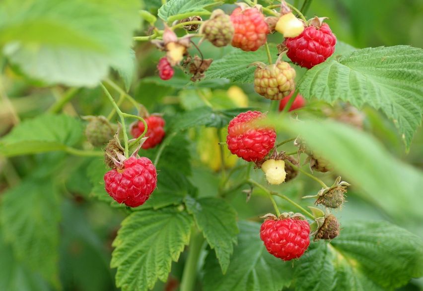 Himbeeren pflanzen, schneiden & pflegen | HAUERT Dnger