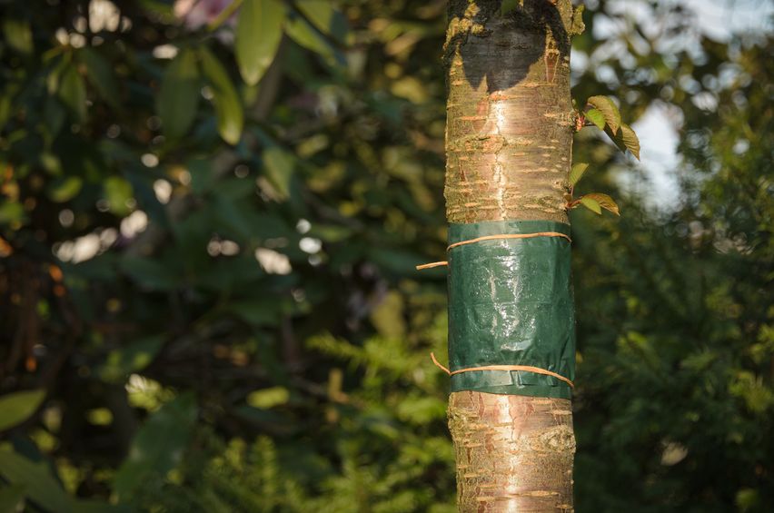 Leimring am Baum gegen Frostspanner