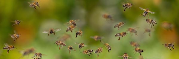 Bienen schwirren, schwärmen, flegen durch die Luft, unscharfer Hintergrund, Fokus auf die Bienen.