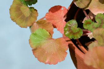 Pelargonieblätter mit Phosphormangel