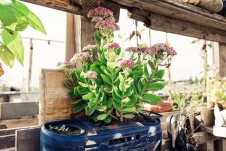 Upcycling: Gehäuse eines alten Ghettoblasters wird als Topf für Blumen verwendet.