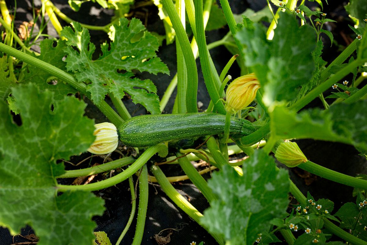 Planter des courgettes  voici comment faire | HAUERT