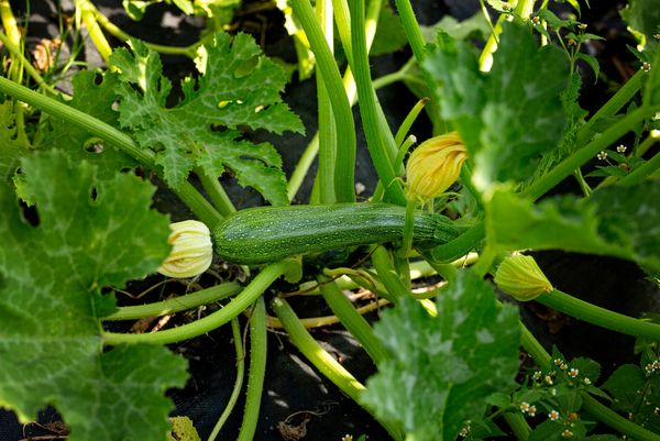 Zucchini bilden oft einen silbrigen Belag auf dem Blatt. Das ist eine natürliche Erscheinung und kein Mehltau.