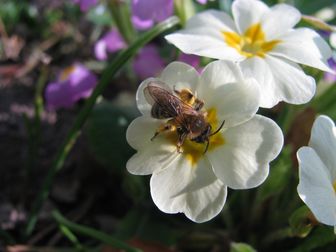 Die Schlüsselblume (Primula) wird von der Zweifarbigen Sandbiene (Andrena bicolor) besucht.