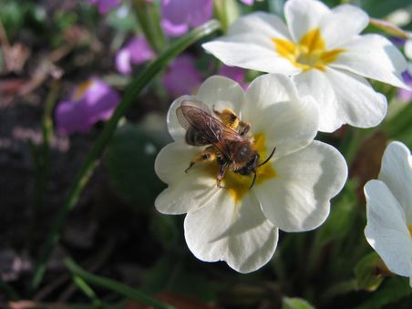 Die Schlüsselblume (Primula) wird von der Zweifarbigen Sandbiene (Andrena bicolor) besucht.