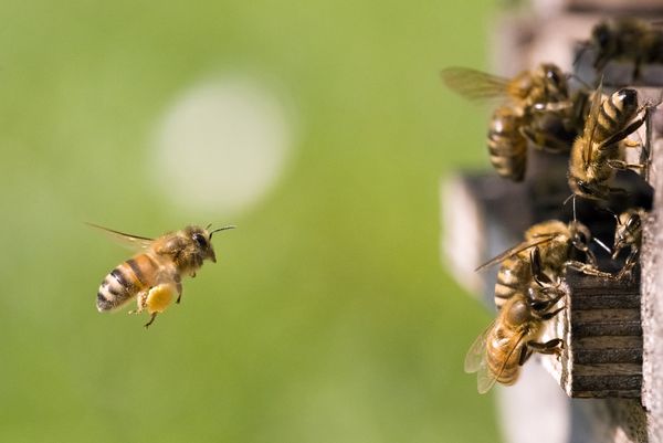 Pollen_mit Bienen