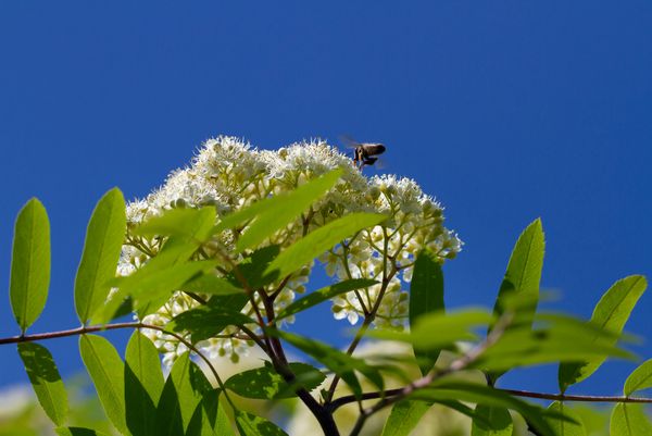 Honig Biene auf blühender Asche