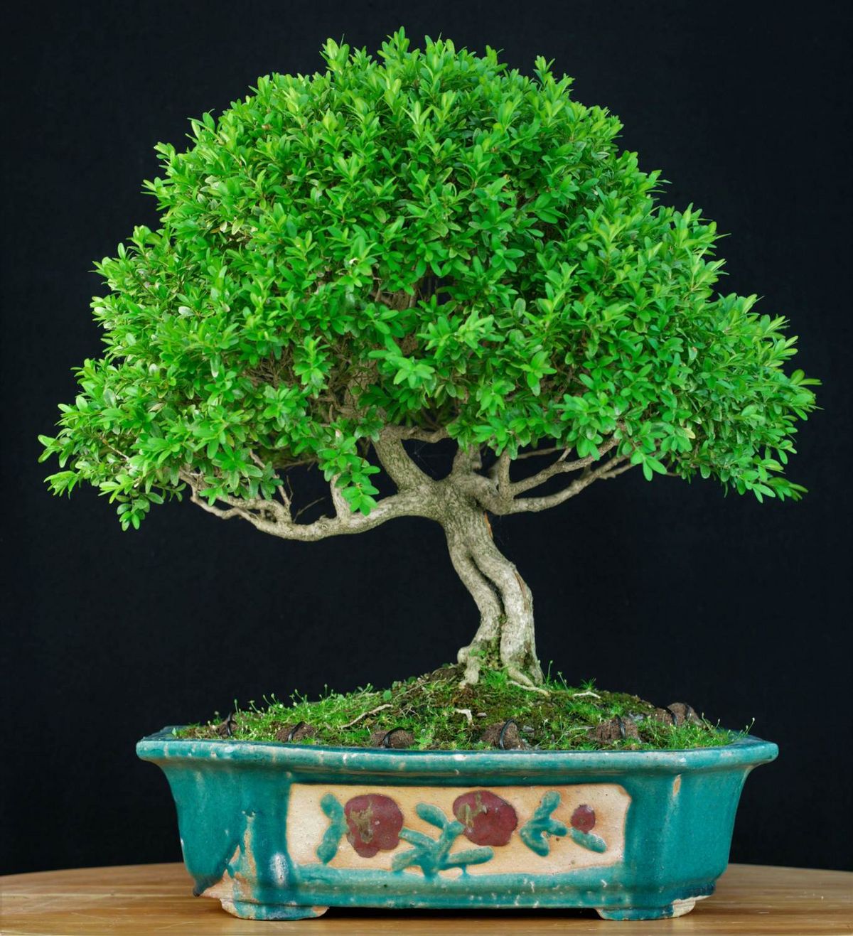 https://www.hauert.com/fileadmin/MediaValet/_processed_/9/d/csm_Bonsai_Mediterrane_2_9b8b4f2d31.jpg