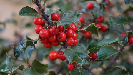 Immergrüne Stechpalme (Ilex aquifolium)