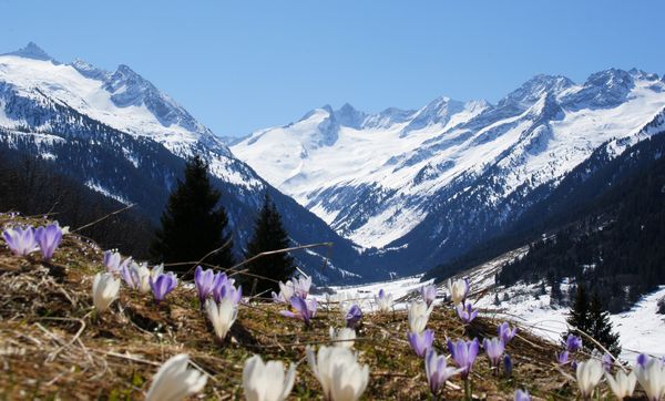 Aussicht auf schneebedeckten Bergen mit Frühlingsblumen im Vordergrund