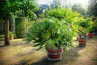 Palme in Kübel steht in einem Park. Dahinter sind Bäume und Hecken erkennbar.