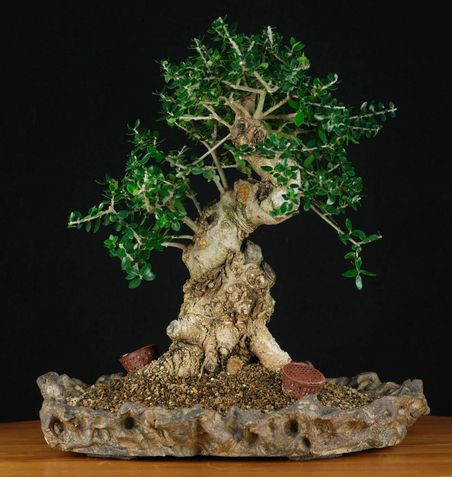 Comment choisir un engrais pour bonsai ?