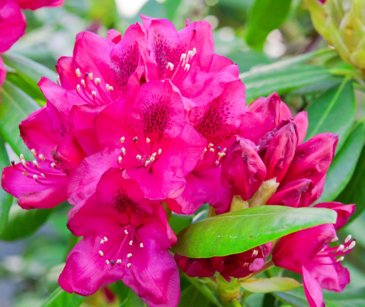 Verwelkte Rhododendron-Blten ausbrechen | HAUERT