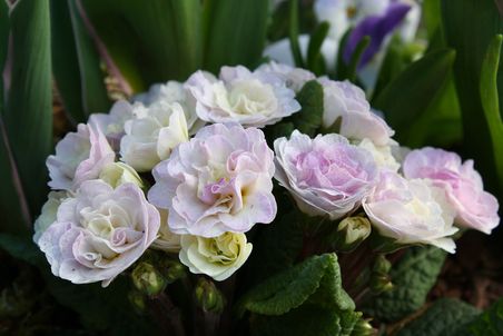 Nahaufnahme von weiss, lila, rosa blühender Primel