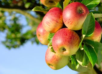 Rötliche Äpfel hängen an einem Ast.