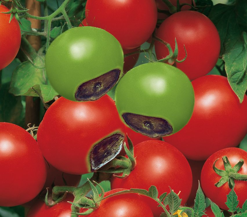 Nährstoffmangel_Calciummangel_Tomaten_Blütendfäule_1 Tomaten mit Calciummangel und Blütenendfäule