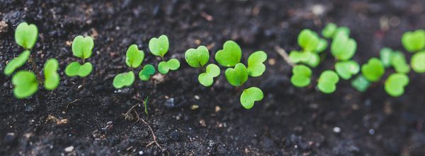 Keimender Rucola in dunkler Erde.