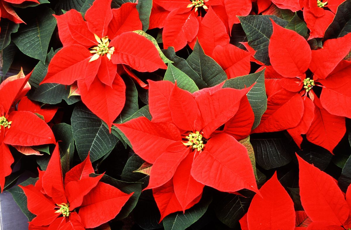 Weihnachtsstern pflegen: so gelingt's | HAUERT Dnger