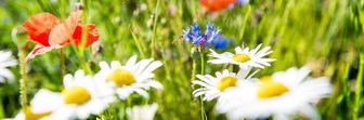 Wiese mit diversen Wildblumen, u.a. Mohn, Margeriten, Kornblumen.