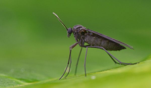 Trauermücken Macroimage