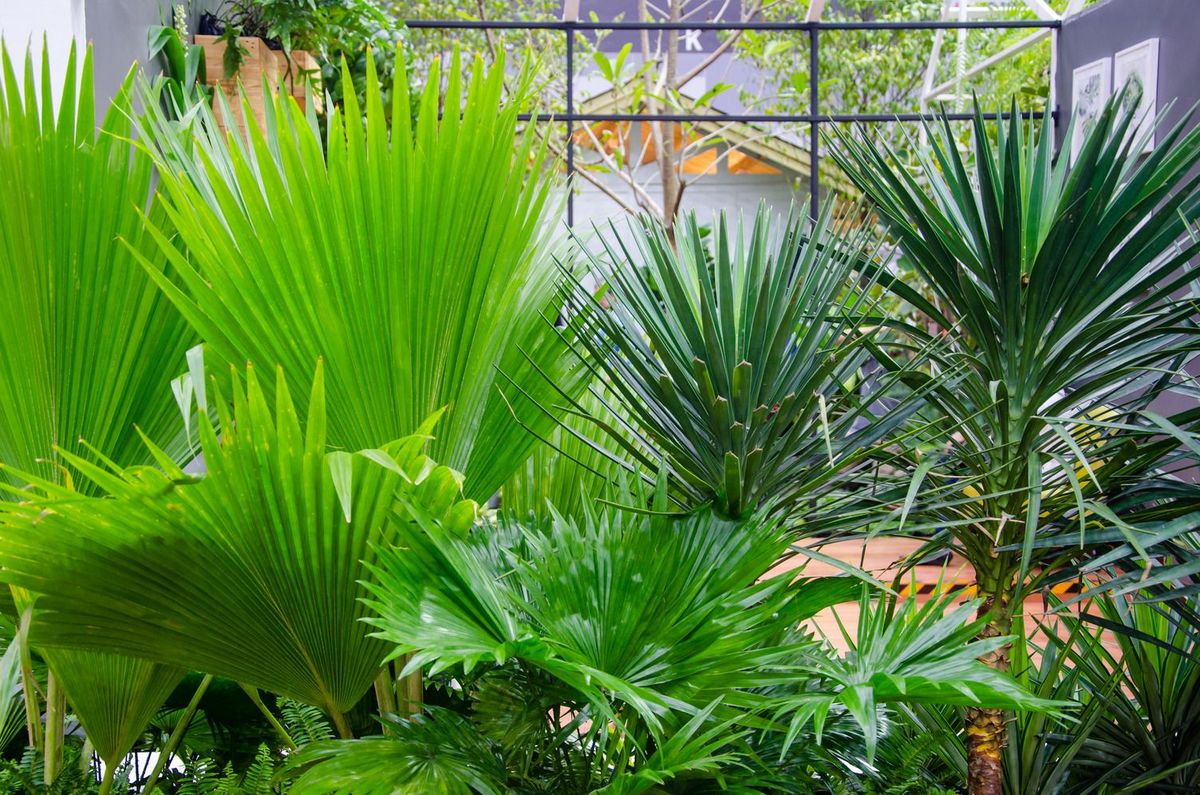 Les 5 plus beaux palmiers d'intérieur