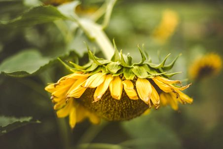 Detail-Aufnahme einer welkenden Sonnenblume im Sonnenblumenfeld. Unscharfer Hintergrund.