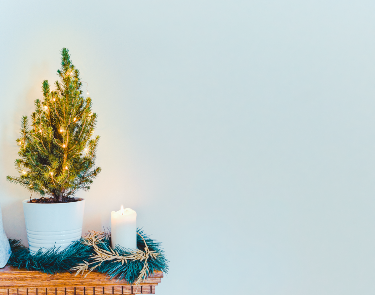 Alles Zum Weihnachtsbaum Im Topf Hauert Dunger