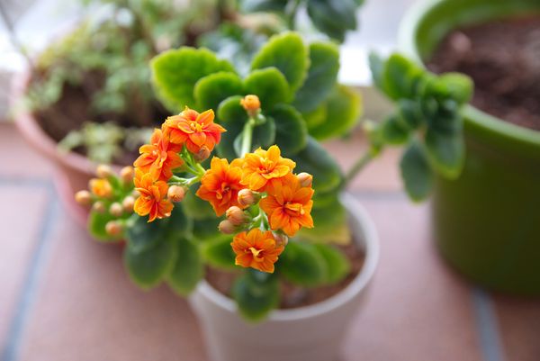 Flammendes_Kätchen_Kalanchoë blossfeldiana_2