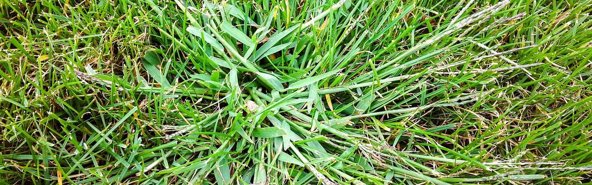 36+ Hirse Garten, Wir zeigen ihnen, wie sie das lästige unkraut