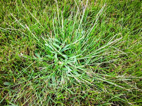 Rasen_Unkraut_Hirse_20150901_134527 Detail-Aufnahme von Hirse im Rasen.