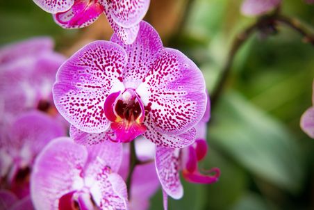 Nahaufnahme von Orchideenblüten