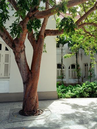 Baum mit Baumscheibenabdeckung, Mediterrane Stadtumgebung.