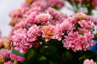 Flammendes_Kätchen_Kalanchoë blossfeldiana