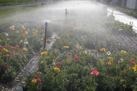 In einer Gärtnerei werden Mohnblumen in diversen Farben bewässert.