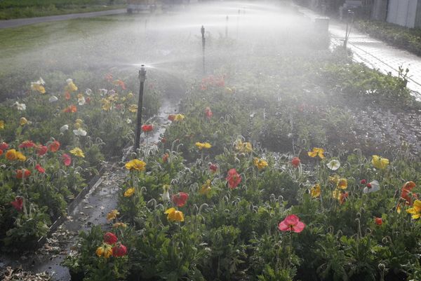 In einer Gärtnerei werden Mohnblumen in diversen Farben bewässert.