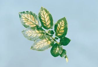 Kartoffelblatt mit Magnesiummangel