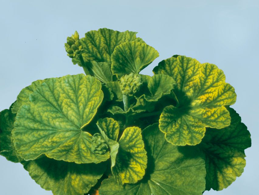 alocasia wentii variegata Alocasia Wentii Albo Pink main image 0