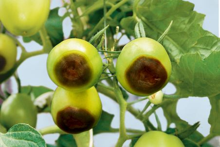 Tomaten mit Calciummangel und Blütenendfäule