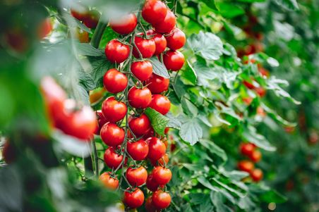 Lange, reife Cherrytomatenrispe hängt an Tomantenpflanze, weitere Tomatenpflanzen mit reifen Tomaten im unscharfen Hintergrund. Bild wird ab 2024 für die Packung von «Hauertkugeln für Tomaten» verwendet.