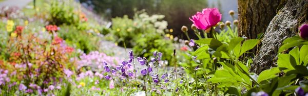 Alpengarten mit vielen Blüten, im sonnigen Gegenlicht; Bäume, Wald im unscharfen Hintergrund. Screenshot aus der SRF-Sendung «Hinter den Hecken», die von Hauert gesponsort wird.