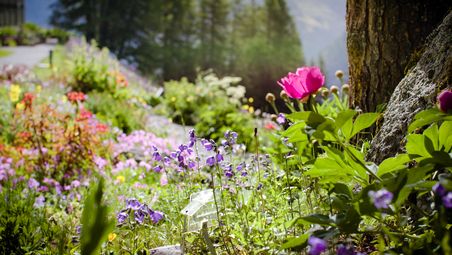 Alpengarten mit vielen Blüten, im sonnigen Gegenlicht; Bäume, Wald im unscharfen Hintergrund. Screenshot aus der SRF-Sendung «Hinter den Hecken», die von Hauert gesponsort wird.